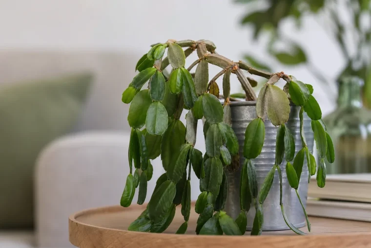 pourquoi mon cactus de noël perd ses branches feuilles tiges maladies rempotage