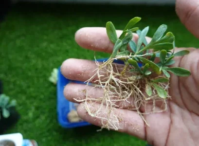 prévenir le pourrissement des boutures de plantes