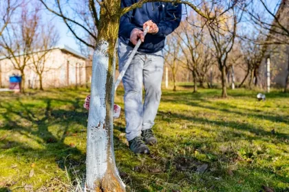 quand mettre la chaux au jardin