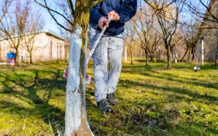 quand mettre la chaux au jardin
