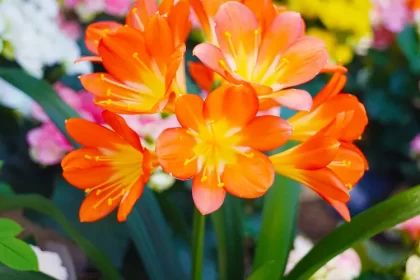 quel engrais pour le clivia arroser faire refleurir lumière pot