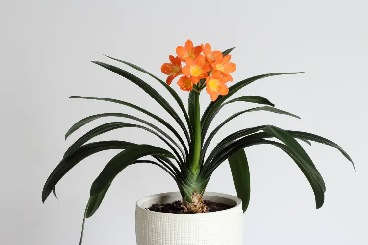 quel engrais pour le clivia arroser faire refleurir lumière pot rejets