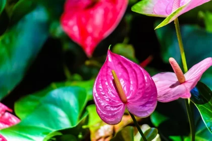 quel engrais pour un anthurium azote compost charbon bois