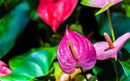 quel engrais pour un anthurium azote compost charbon bois