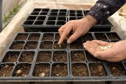 quel est le moment le plus propice pour commencer les semis de courgettes en godets