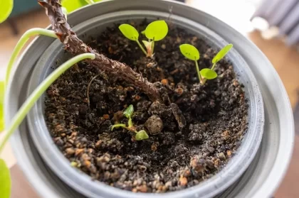 quelle terre pour rempoter un pilea