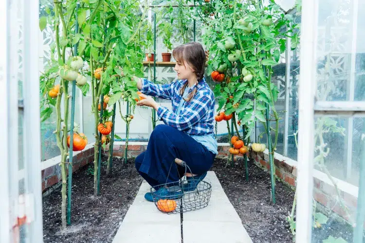 réussir la culture des tomates experts pied semis tuteur monter