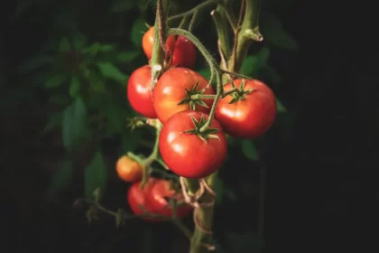 réussir la culture des tomates experts pied semis tuteur taille