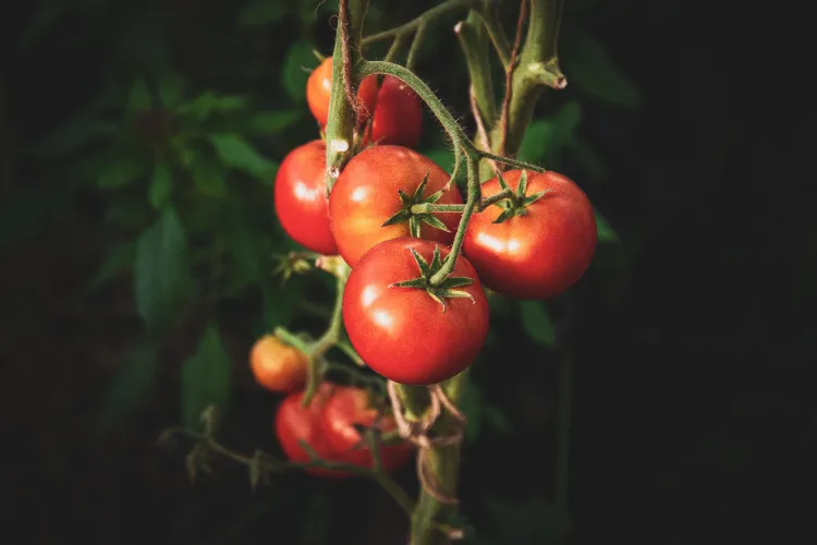 réussir la culture des tomates experts pied semis tuteur
