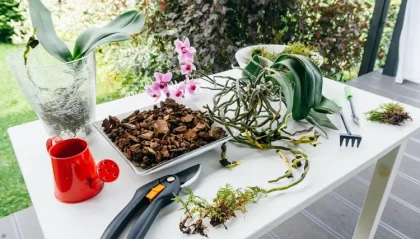 substrat naturel pour orchidée issu de votre jardin