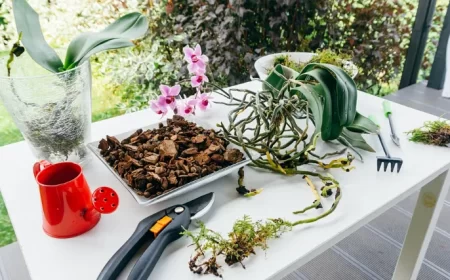 substrat naturel pour orchidée issu de votre jardin