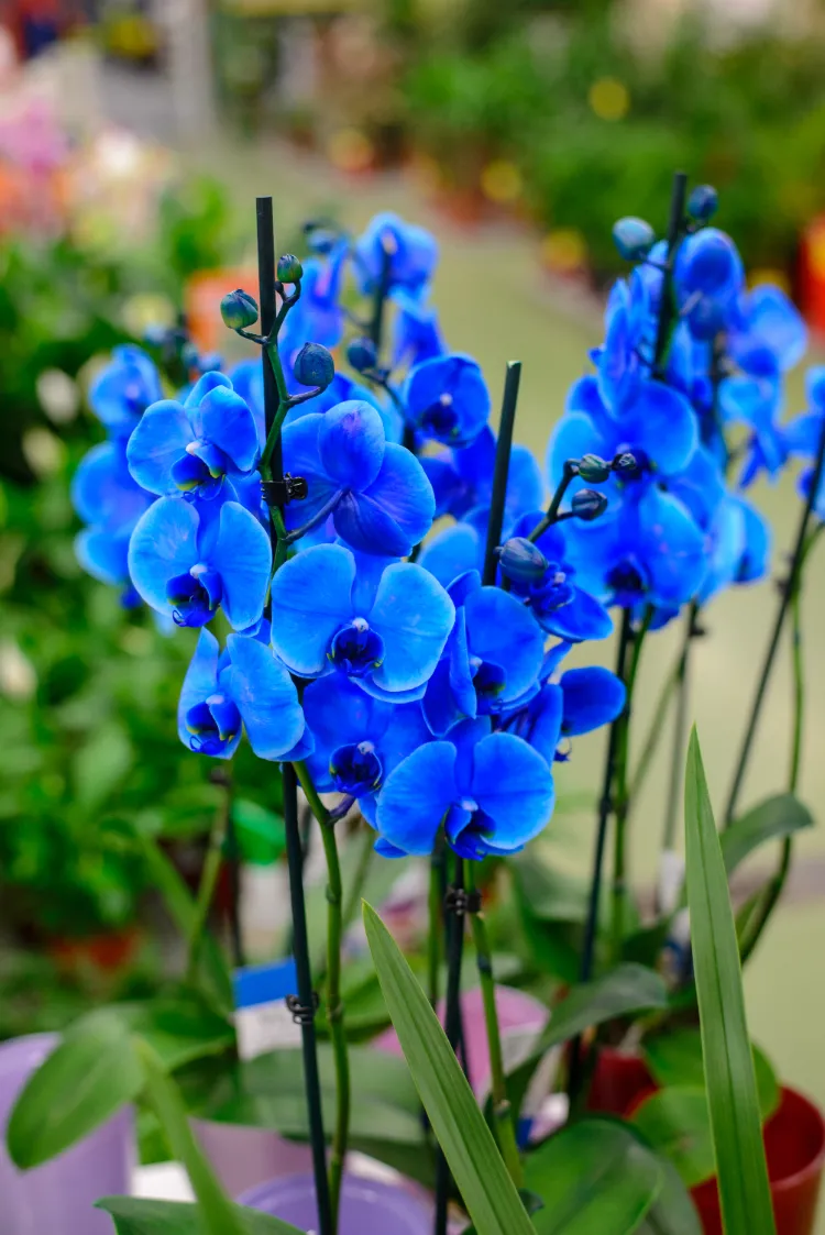 vanda magic comment entretenir une orchidee bleue bicarbonate de soude 
