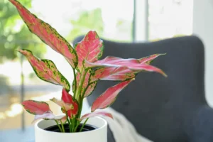 aglaonéma avec feuilles roses