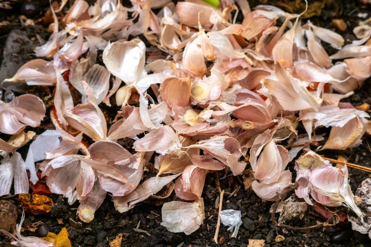 ail et oignon dans le compost légume types aliments oranges peau