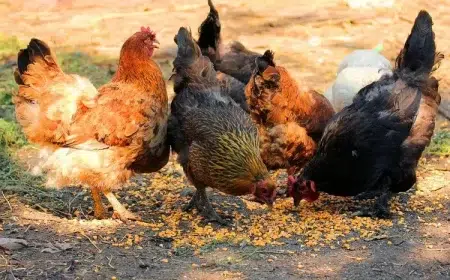 alimentation poules nourriture préférée quantité