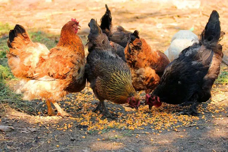 alimentation poules nourriture préférée quantité