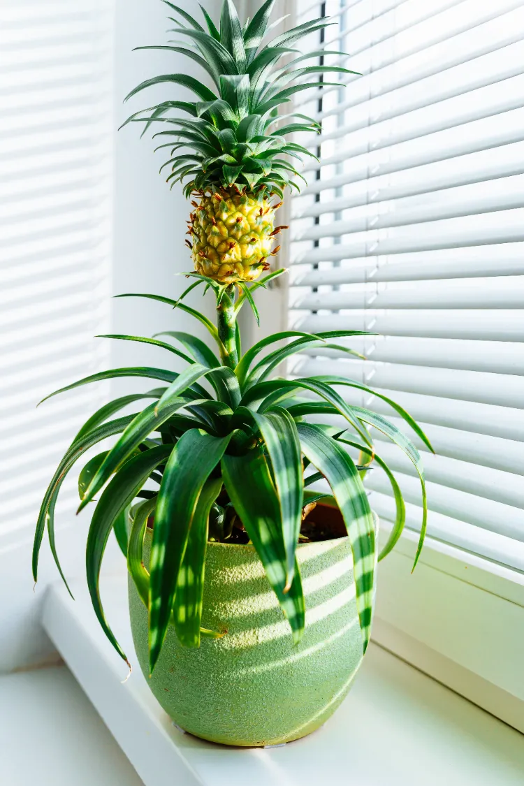 ananas comme belle plante 2024
