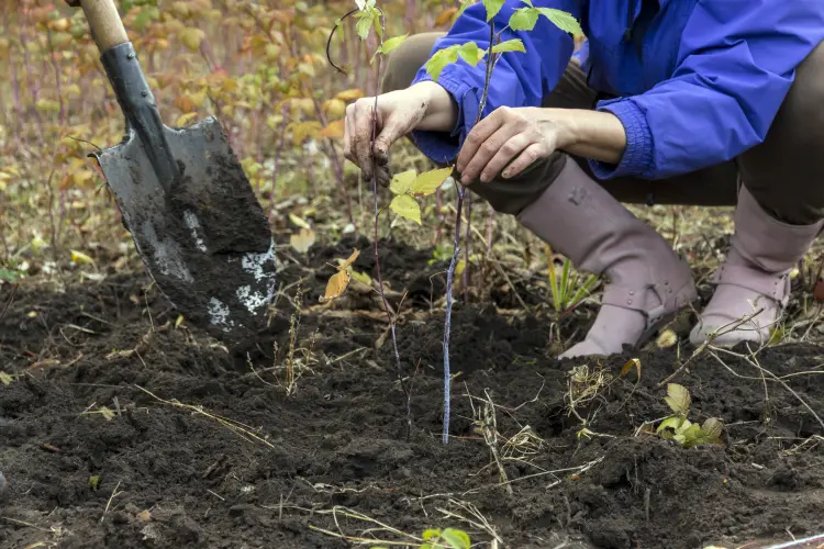 arbustes à planter en janvier 2024 framboisier vignes jardin