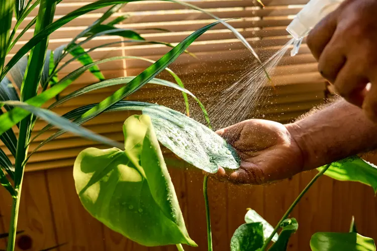 arroser les plantes avec du bicarbonate de soude bienfaits quel comment utiliser pourquoi 