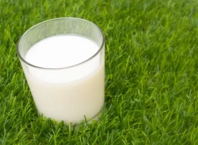 arroser les plantes avec du lait