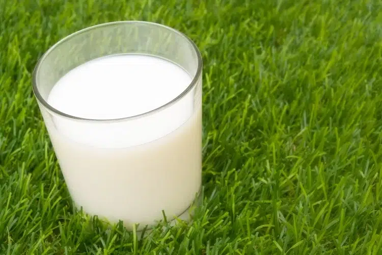 arroser les plantes avec du lait