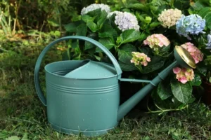 arroser les plantes avec du vin