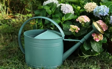 arroser les plantes avec du vin