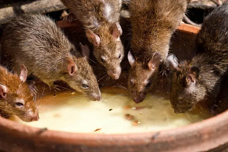 astuce naturelle se débarasser des rongeurs avec du bicarbonate de soude aliment mortel pour poison rats souris jardin