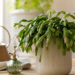 astuces comment faire repartir un cactus de noel schlumbergera malade qui tombe feuilles molles bouturate