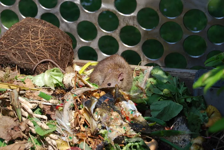 astuces pour protéger le compost des rats