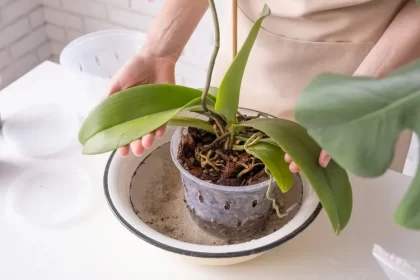 astuces pour réussir l'arrosage de l'orchidée en hiver