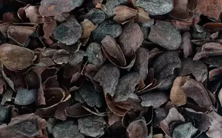 astuces tuto comment utiliser les coques de cacao au jardin paillage fertilisant naturel efficace
