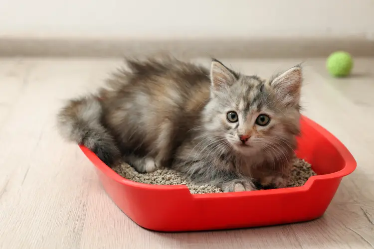 bicarbonate de soude dans la litière de chat pourquoi peut on toxique mauvaises odeurs