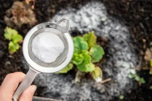 bicarbonate de soude dans le jardin