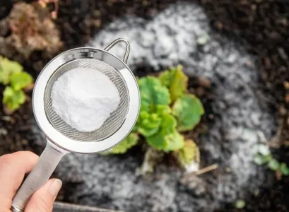 bicarbonate de soude dans le jardin