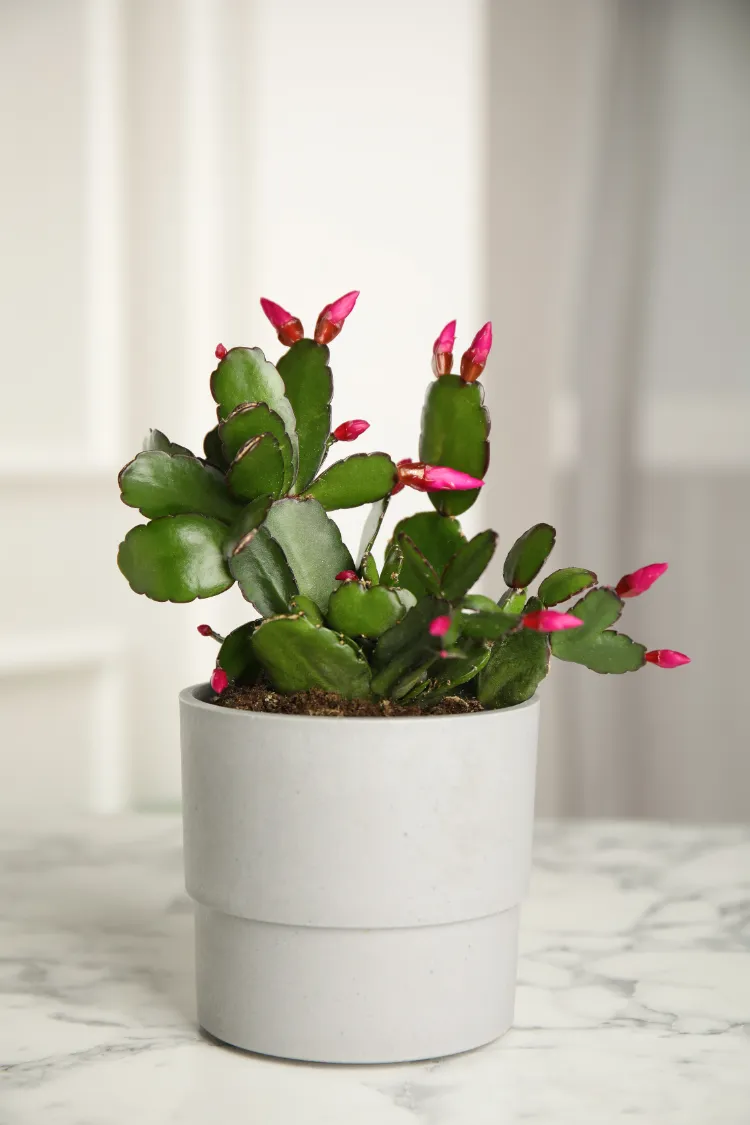 cactus de noël en pot avec des boutons floraux schlumbergera