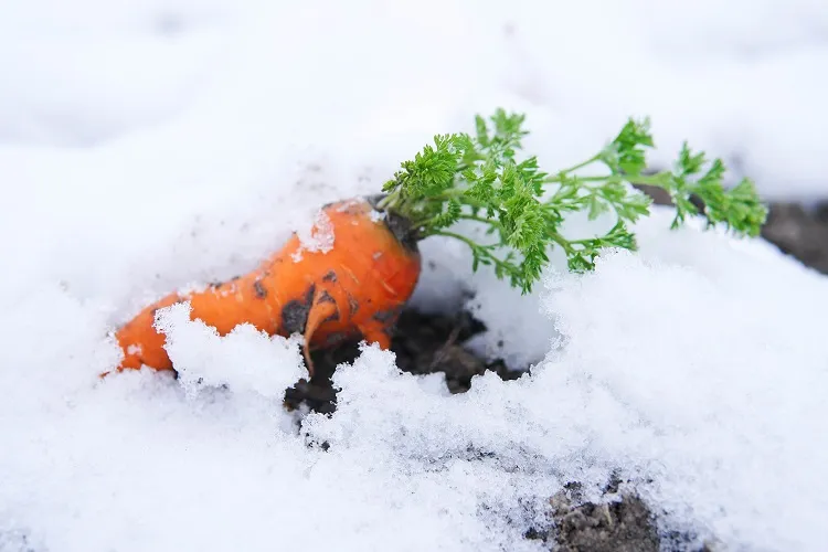 carottes légumes à planter au potager en janvier