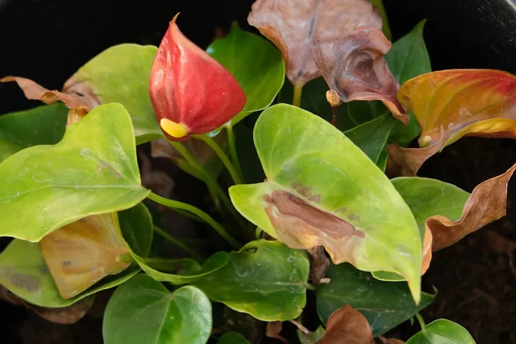 causes feuilles de l'anthurium ont des taches marron jaunes seches rouges traitement naturel
