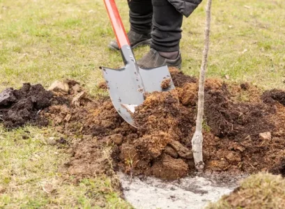cendre au pied des arbres