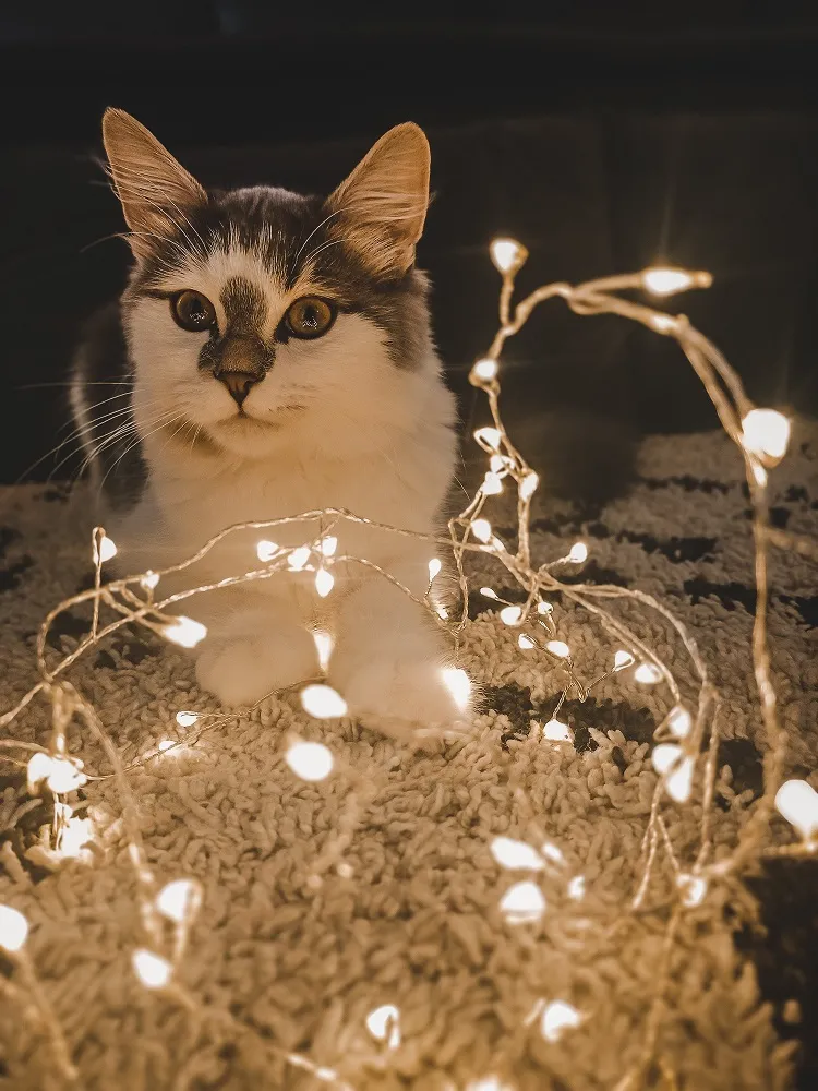 chat qui joue avec des guirlandes lumineuses