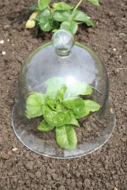 cloches pour salades