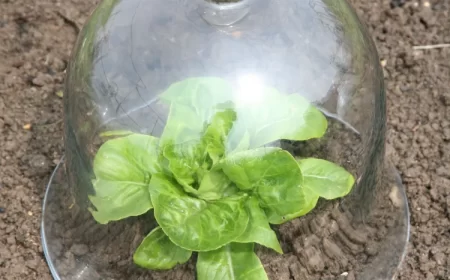 cloches pour salades