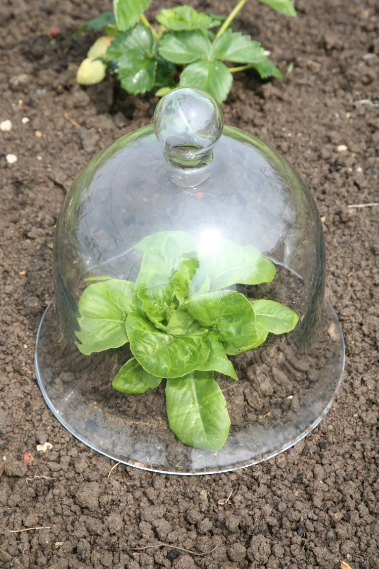 cloches pour salades protéger gel froid verglas températures négatives