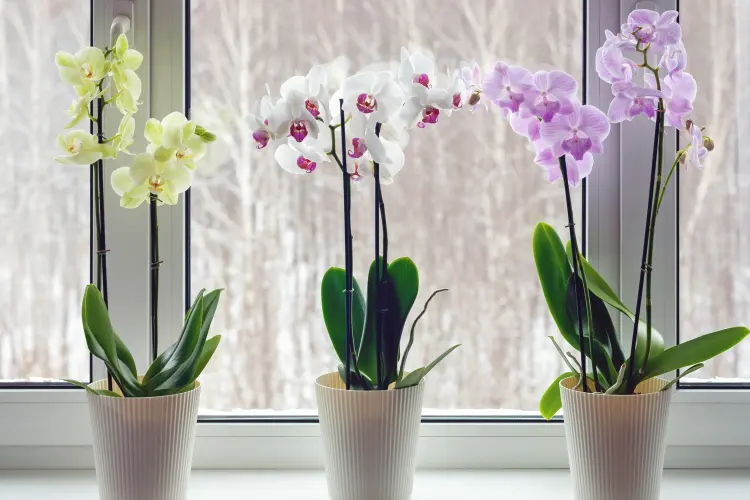 combien de temps met une orchidée pour refleurir entretien soin nadya so shutterstock