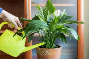 comment arroser un spathiphyllum