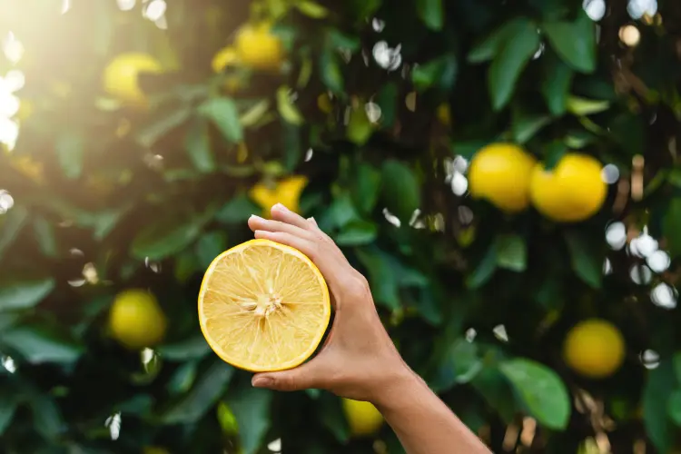 comment avoir beaucoup de citrons sur un citronnier astuces fleurs pas de fruits que faire engrais fertilisation 