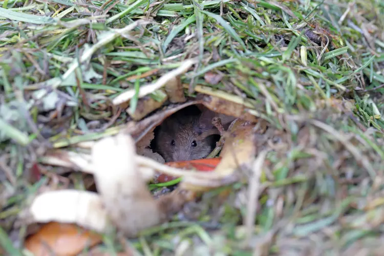comment chasser les souris du compost rats empêcher éviter astuces naturelles