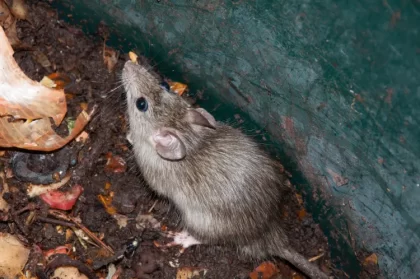 comment chasser les souris du compost rats rongeurs astuces bicarbonate de soude que faire trous lorenzo sala shutterstock