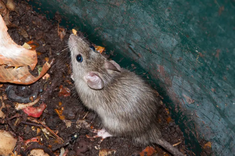 comment chasser les souris du compost rats rongeurs astuces bicarbonate de soude que faire trous 