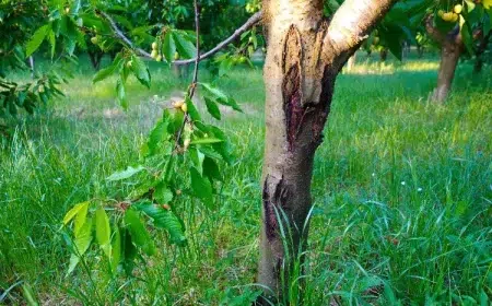 comment cicatriser un arbre fruitier cire mastic argile